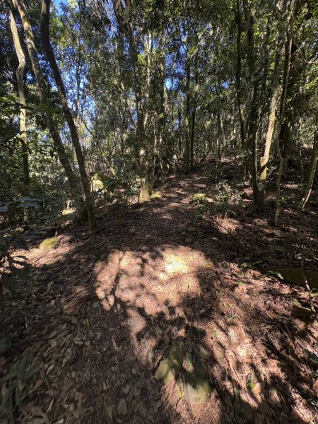 20251116鳴海山、網子山登山步道2938367