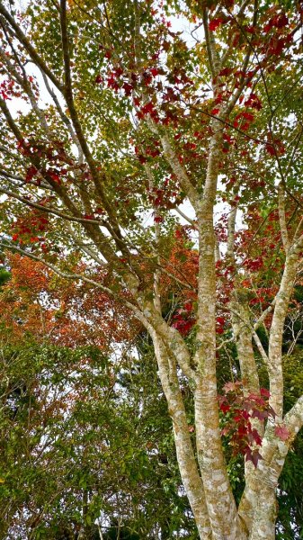 馬那邦山O走2370087