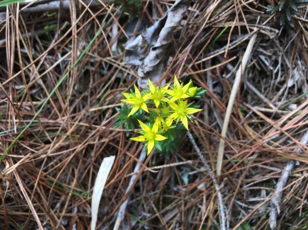 男子漢夢想成真之能高越嶺西段 奇萊南峰 南華山遊記383814