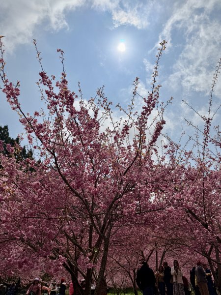 福壽山千櫻園2729944