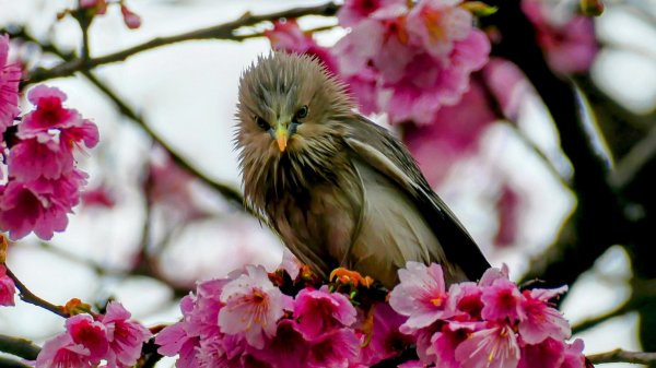 《青玉案・樂活櫻雲照水》2709191