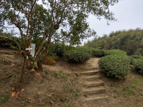 梨子腳山(小百岳#57) & 太平雲梯 (2021/1/29)1423192