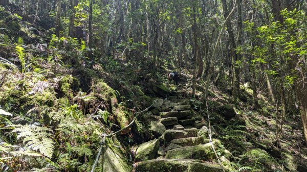 橫沙笛縱走 (木馬古道、橫嶺山、沙蓮山、笛吹山)2550377