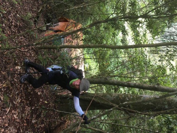 黑森林登山口左線上小島田山、右線下黑森林峰o型走一圈、路徑原始涼爽舒適⋯2189618