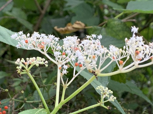 20251010高雄尾寮山-西北峰2913659