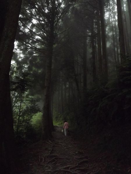 20110724 觀霧檜山巨木森林步道187217