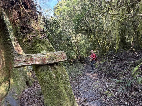 鎮西堡巨木步道B區全段+A區部分3008532