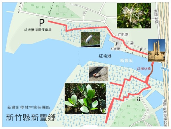 新豐紅樹林木棧步道2707050