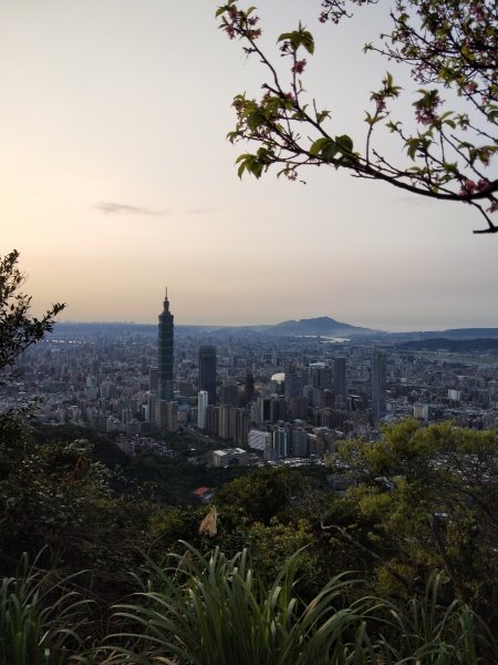 南港山縱走親山步道(拇指山、南港山、象山、九五峰)1820255