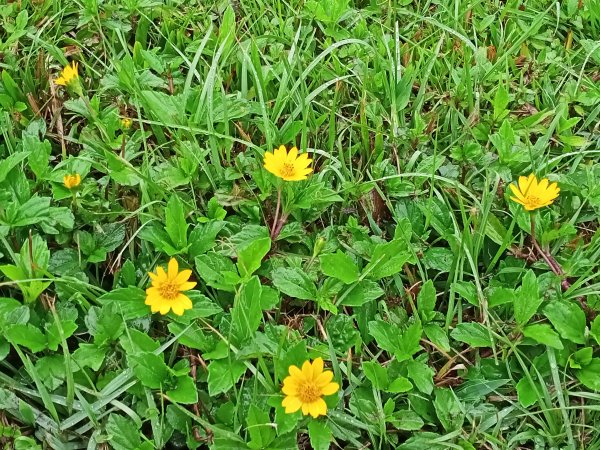 基隆河右岸尋花問草2091141