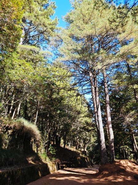大雪山神木步道2962645