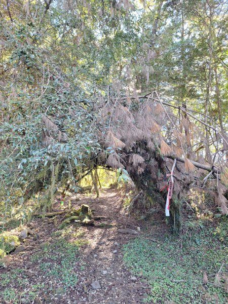 石山+阿毛神木202512112961790