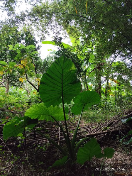 【臺北大縱走 1+2】2-2 大屯主峰-連峰步道→下青礐步道→貴子坑步道→忠義山步道→楓丹白露步道2866921