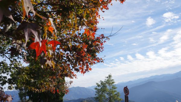 馬那邦山之楓222176