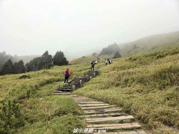 【南投仁愛】合歡東峰步道x合歡石門山步道(賞杜鵑)3052447