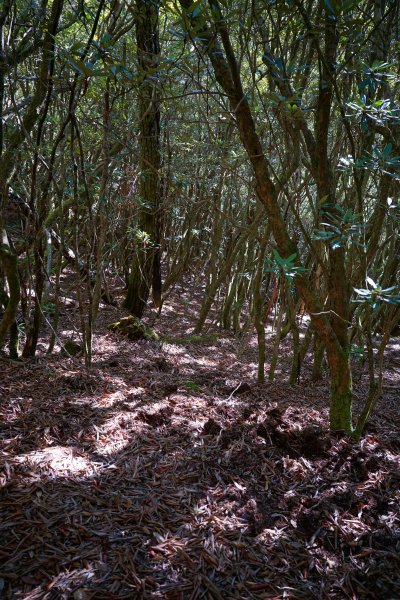 【沒有】【倚天劍】2985251