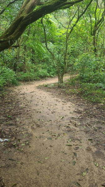 2025-01232淡蘭古道北二段(燦光寮古道到澳底)2696619