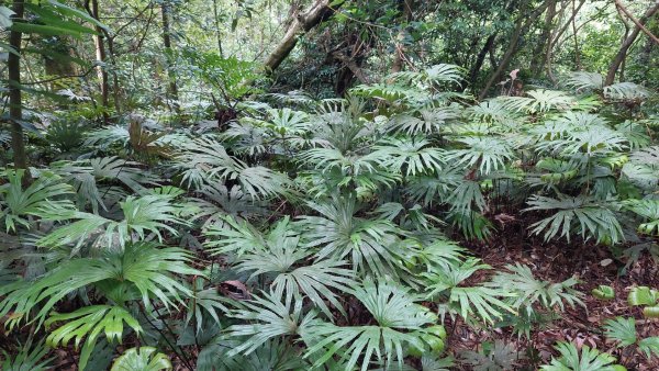 石碇 O 型縱走大崙古道・崩山大崙・華梵大學・熱腸古道・磨石坑山2803279