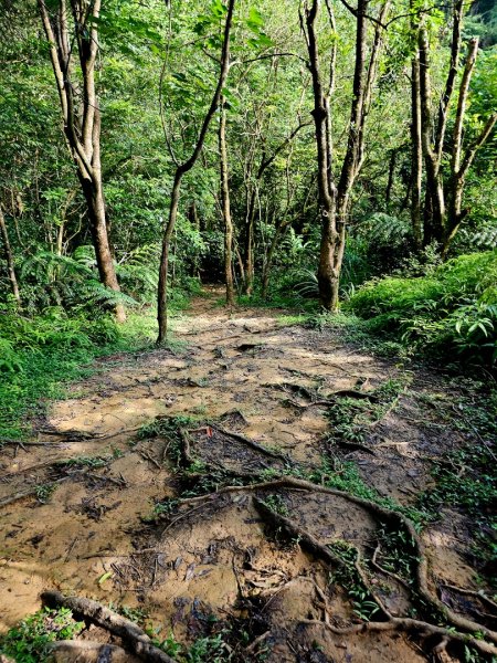 (五分山系)望古瀑布-2025微笑山線大縱走尋寶集章任務2855269