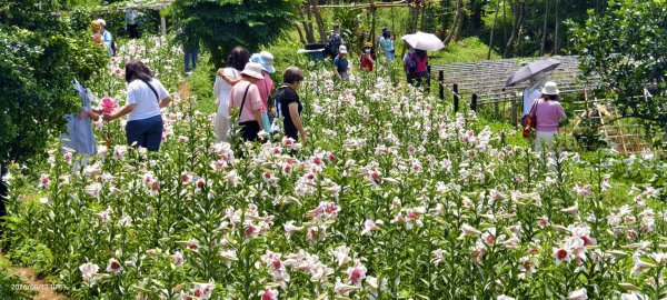 追花是簡單的快樂，賞花是恬淡的幸褔 #LO百合 #金針花 5/123053124