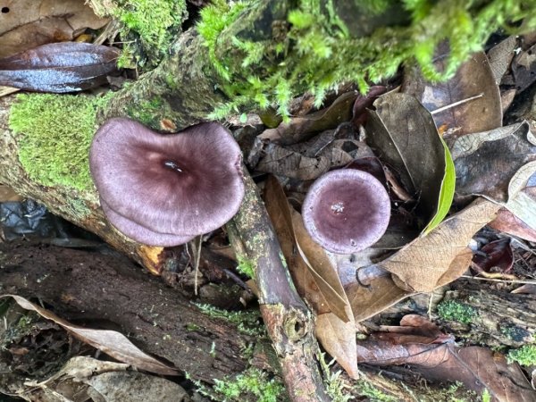 鵝公髻山（小百岳）鵝公髻山東北峰2449825