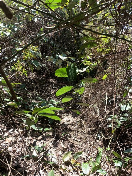 20250531屏東武潭山2803194