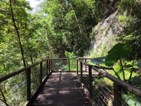 [百山百鳥尋旅-07/15] 2025_0831 八仙山國家森林遊樂區步道群_天籟步道2875921