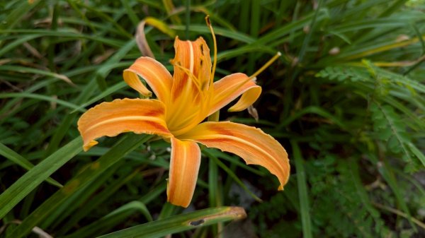 114.08.09溪洲山-新溪洲山之旅2856782