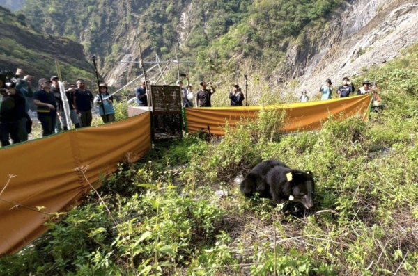 【山林資訊】台灣黑熊 康復返山