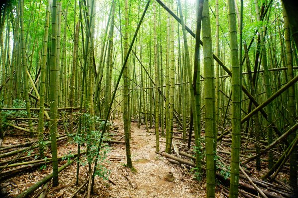 臺中 和平 大崠山、長壽山、醜崠山3028321