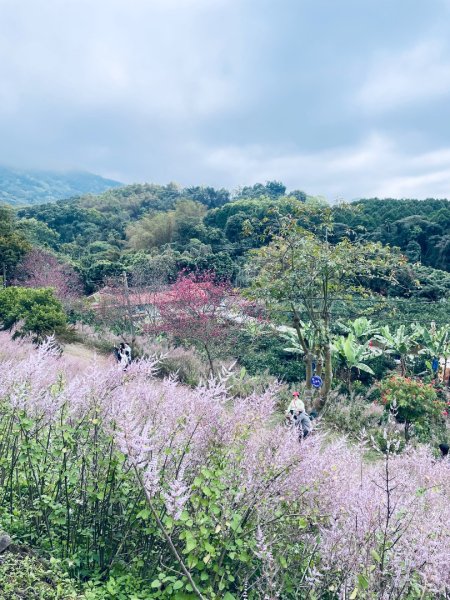 20250224 南投粉紅山丘麝香木秘境2743801