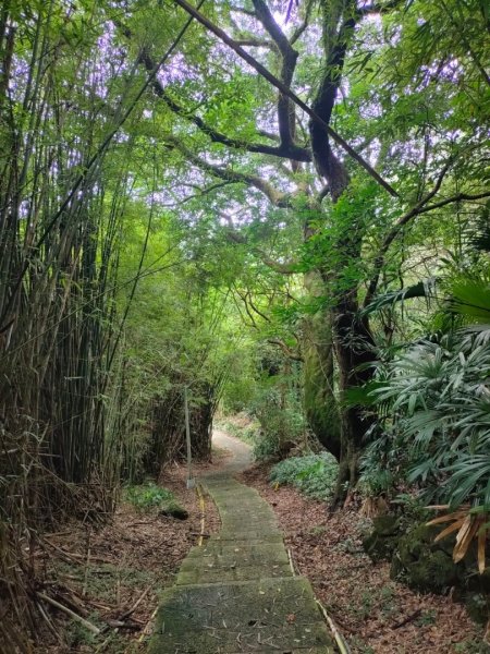 2023/6/18［陽明山輕鬆走］（冷水坑~橫嶺古道~天母古道）2204223