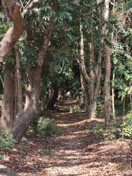西瓜山森林步道(虎山森林步道)1272336