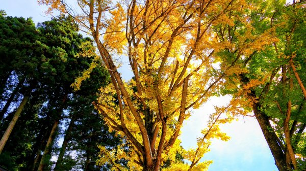 福島縣大內宿合掌屋2930245