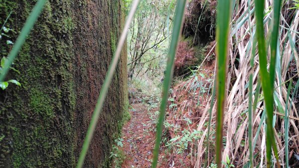 大塔山探勘大塔山最高峰(光頭兄) O繞順走大塔山西峰艱難路線下溪谷 2024年8月11日2569715