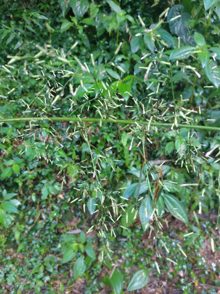 再訪雙林山、杜仔湖步道、雙子山2817918