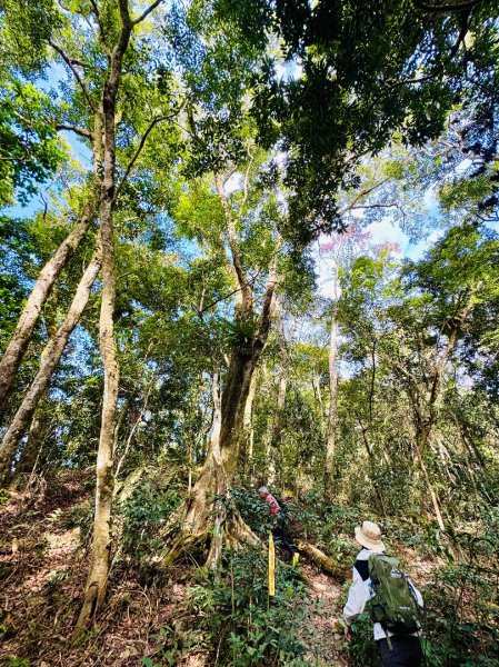 六龜警備道茂林段：網子山-網子山東北峰-鳴海下山-鳴海山(小百岳#71)2981453