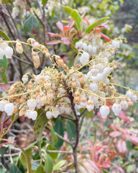 尼泊爾聖母峰EBC基地營❤️風景篇2790927