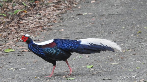 雲山水花鳥蝶-天龍國阿伯的日常6/22801930