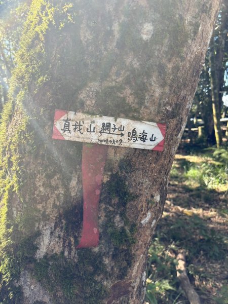 20251116鳴海山、網子山登山步道2938375