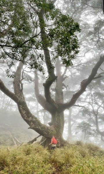 南橫三星 庫哈諾辛山 塔關山 關山嶺山2754847
