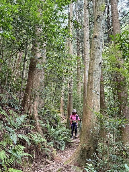鳶嘴山+稍來神木 202508302873911
