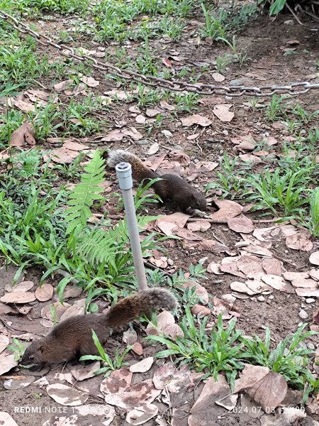 大安森林公園【走路趣尋寶】【臺北健走趣】2541549