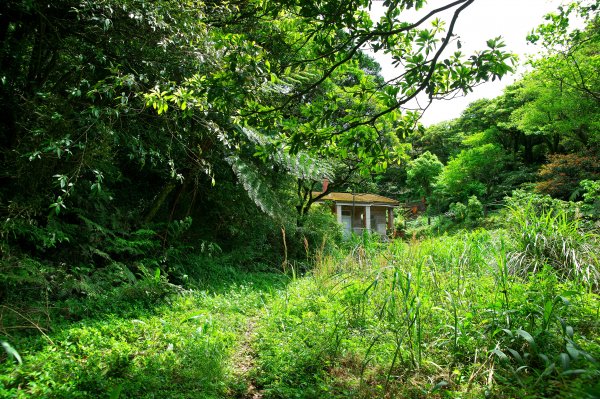淡水天元宮步行到竹子湖，綠意盎然的古道路徑。一切都是為了吃飯。1347616