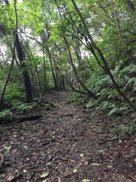 淡蘭古道-燦光寮古道沿著雙蕨葉指標而行485335