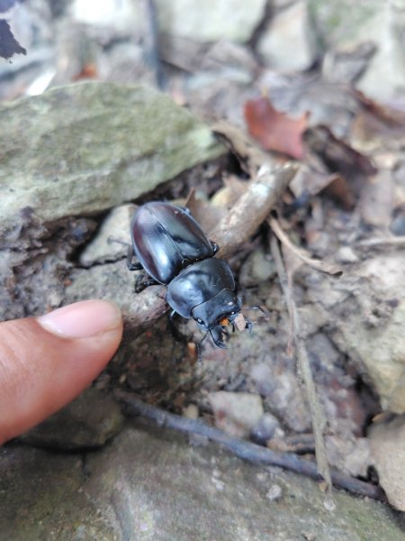 唐麻丹山 蝴蝶谷2918796