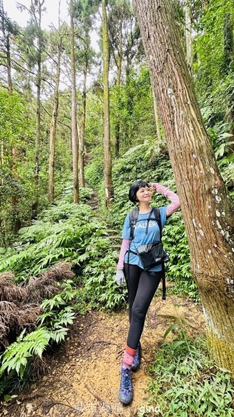 【苗栗獅潭】登頂前的陡坡攀爬很有感。 仙山登山步道2658435