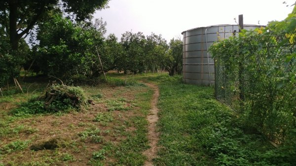 嘉義 番路 頂坑山1487588