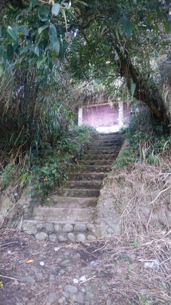 金柑樹山、金柑樹山西北峰、嶺頭山東峰、嶺頭山4山連走1606911