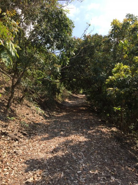 20220305高雄望頭山1633592